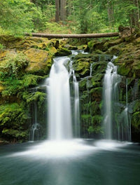 View of Whitehorse Falls in Umpqua National Forest poster print.