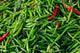Maeklong Railroad Tracks Market Poster Print by Cindy Miller Hopkins featuring Thai peppers in Bangkok, Thailand.