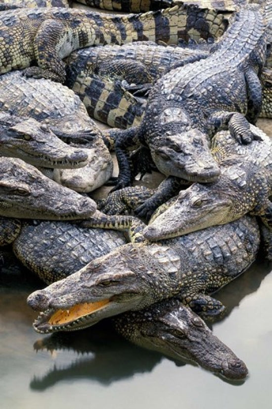 Thailand Crocodiles Poster Print by Gavriel Jecan showcasing crocodiles in their natural habitat.