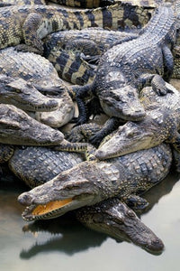 Thailand Crocodiles Poster Print by Gavriel Jecan showcasing crocodiles in their natural habitat.
