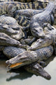 Thailand Crocodiles Poster Print by Gavriel Jecan showcasing crocodiles in their natural habitat.