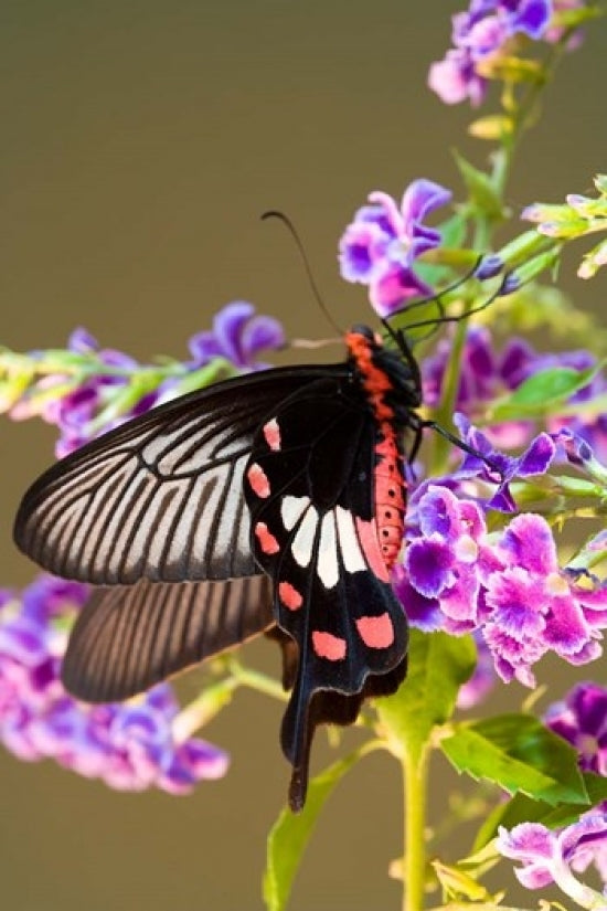 Papilio Polytes Butterfly Poster Print featuring Doi Inthanon, Thailand.
