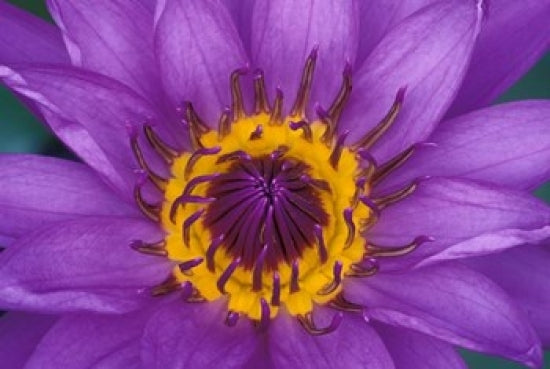Purple and Yellow Lotus Flower Poster Print by John & Lisa Merrill