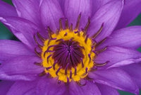 Purple and Yellow Lotus Flower Poster Print by John & Lisa Merrill