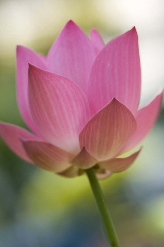 Bloom of Lotus Flower Poster Print by Russell Young, vibrant artwork showcasing a lotus flower in Bangkok, Thailand.