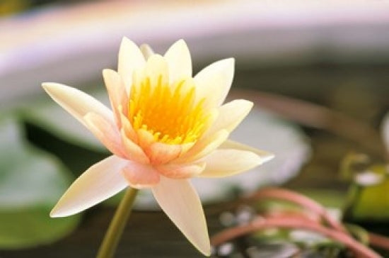 Water Lily Flower Poster Print from Ayuthaya, Thailand by Russell Young