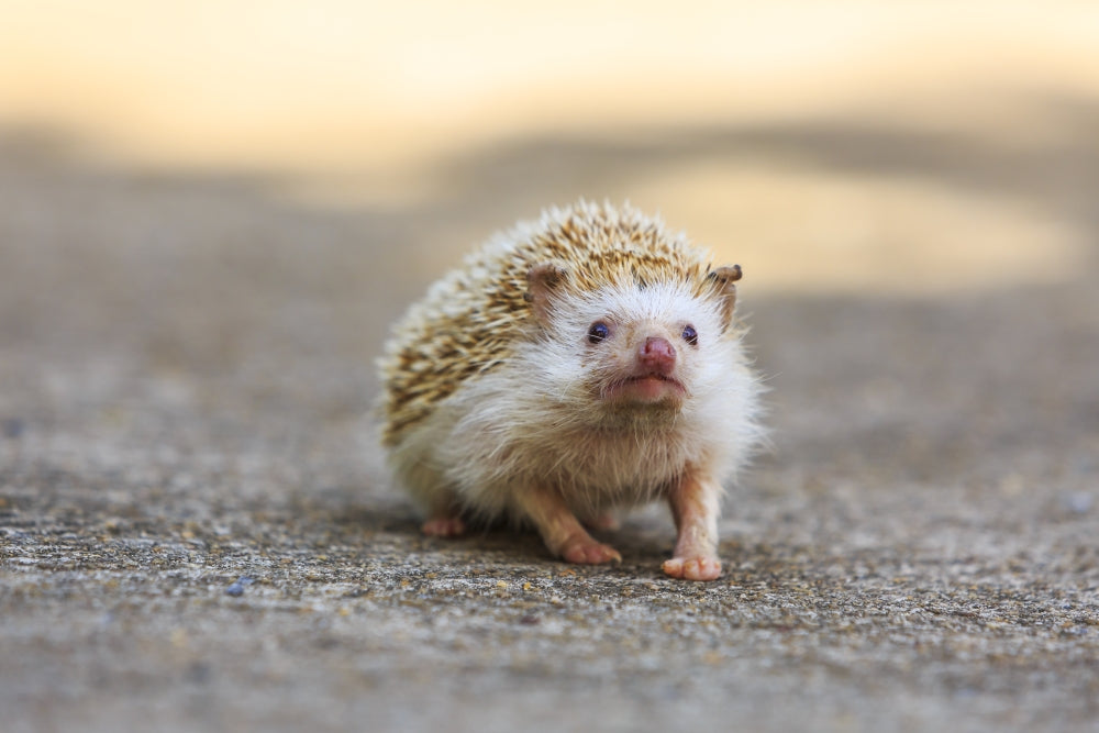 Hedgehog Poster Print by Stuart Westmorland featuring Koh Samui, Thailand landscape.