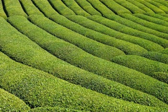 Tea Field in Rize Black Sea Region Poster Print by Ali Kabas