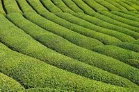 Tea Field in Rize Black Sea Region Poster Print by Ali Kabas