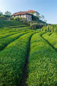Tea field in Rize, Black Sea region of Turkey poster print by Ali Kabas.