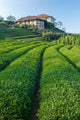 Tea field in Rize, Black Sea region of Turkey poster print by Ali Kabas.