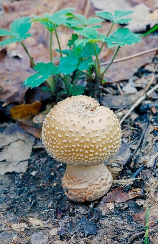 Wild Mushroom Growing from Forest Detritus Poster Print by Ali Kabas
