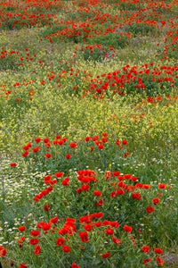 Red Poppy Field in Central Turkey Springtime Bloom Poster Print by Darrell Gulin