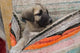 Cappadocia Dog Poster Print showcasing a scenic landscape by Jan & Stoney Edwards.