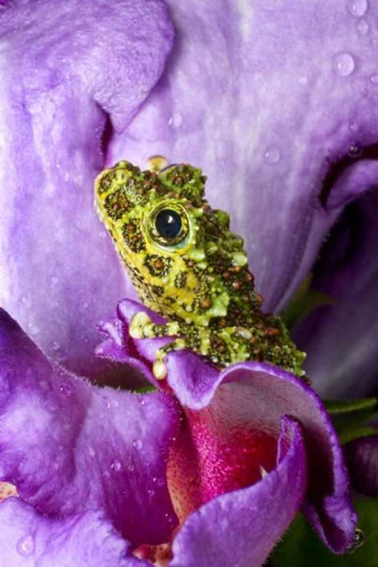 Close-up of mossy tree frog on flower, vibrant nature poster print.
