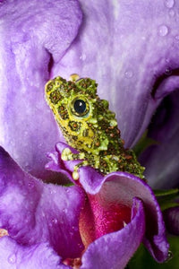 Close-up of mossy tree frog on flower, vibrant nature poster print.