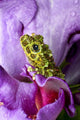 Close-up of mossy tree frog on flower, vibrant nature poster print.