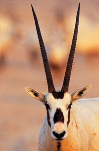 Arabian Oryx wildlife poster print on Sir Bani Yas Island, UAE.