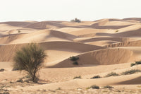 Desert landscape poster print featuring Abu Dhabi, UAE by Tom Norring.