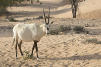 Onyx in Desert Poster Print by Tom Norring showcasing desert landscape in Abu Dhabi.