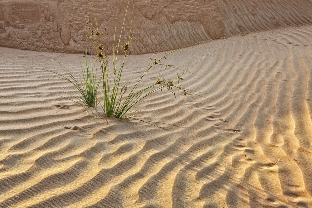Desert landscape poster print featuring Abu Dhabi, UAE by Tom Norring.
