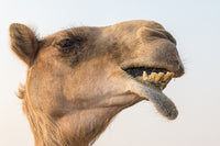 Close-up of a camel from Dubai, UAE - Poster Print by Yvette Cardozo.