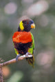 Australia Rainbow Lorikeet Bird Poster Print by Adam Jones