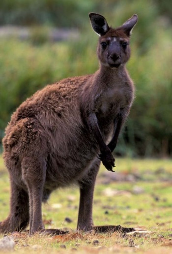 Western Grey Kangaroo in its Brown Phase Poster Print by Art Wolfe