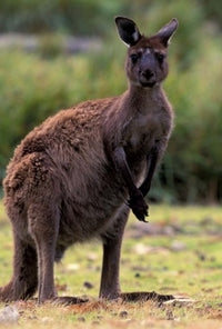 Western Grey Kangaroo in Brown Phase Poster Print by Art Wolfe
