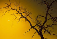 Tree in the Outback fine art print by Bill Bachmann, capturing the beauty of Australia's wilderness.