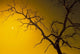 Tree, Outback, Australia Poster Print by Bill Bachmann, showcasing vibrant natural scenery.