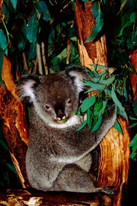 Koala on Eucalyptus Fine Art Print by Cindy Miller Hopkins