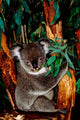 Koala on Eucalyptus Fine Art Print by Cindy Miller Hopkins