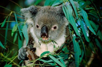 Koala Eating Poster Print by Cindy Miller Hopkins featuring wildlife in Rockhampton, Queensland.