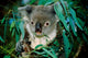 Koala Eating Poster Print by Cindy Miller Hopkins featuring wildlife in Rockhampton, Queensland.
