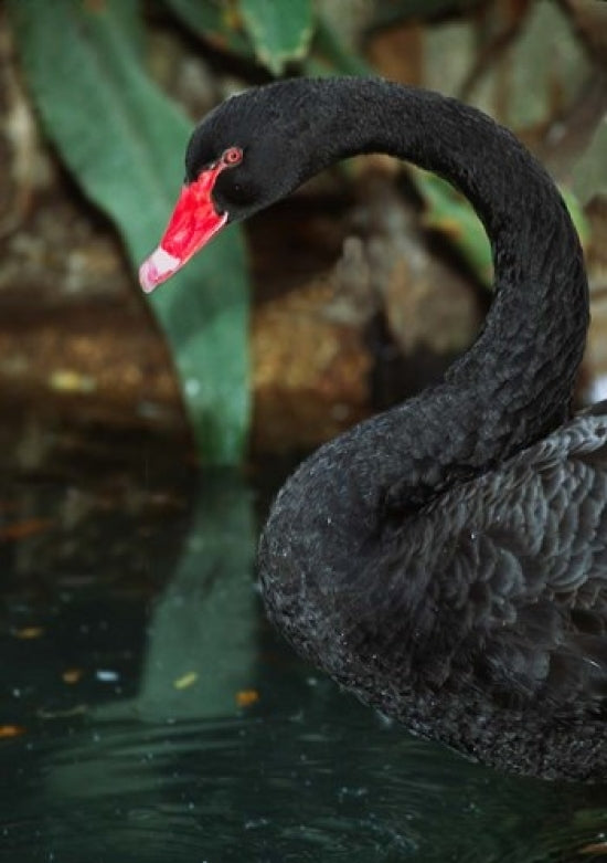 Australia Black Swan Art Print showcasing a serene nature scene.