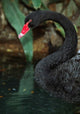 Australia Black Swan Art Print showcasing a serene nature scene.