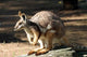 Kangaroo poster print from Taronga Zoo, Sydney, Australia