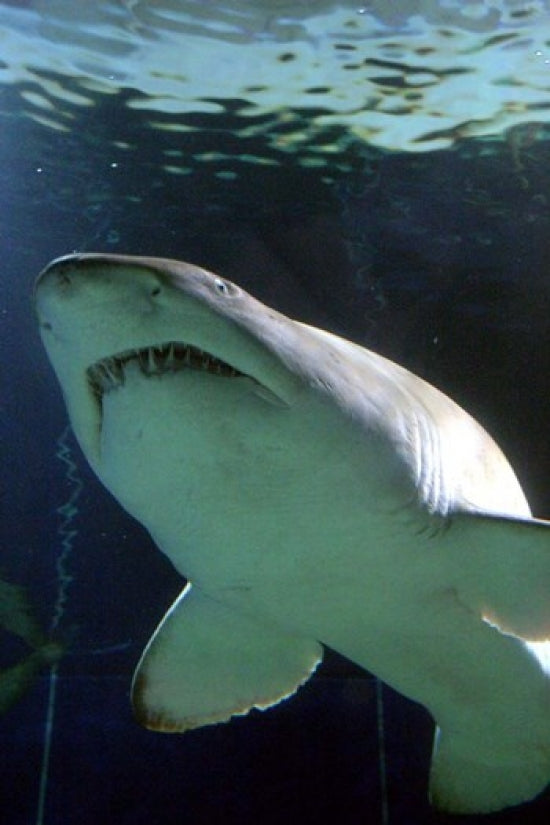 Shark at Manly Aquarium Sydney Australia Poster Print