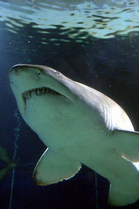 Shark at Manly Aquarium Sydney Australia Poster Print
