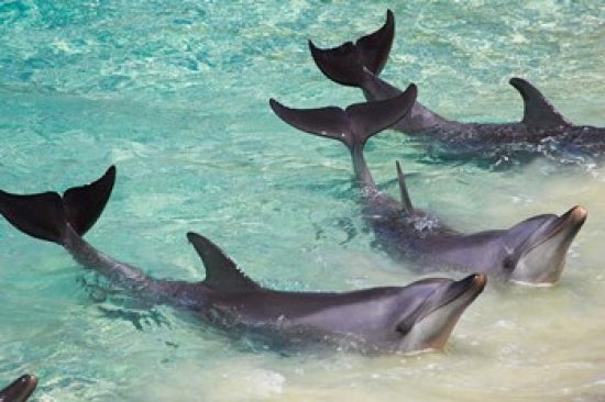 Dolphins at Sea World poster print by David Wall showcasing marine life