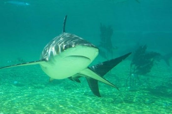 Shark Poster Print featuring Sea World in Gold Coast, Queensland, Australia