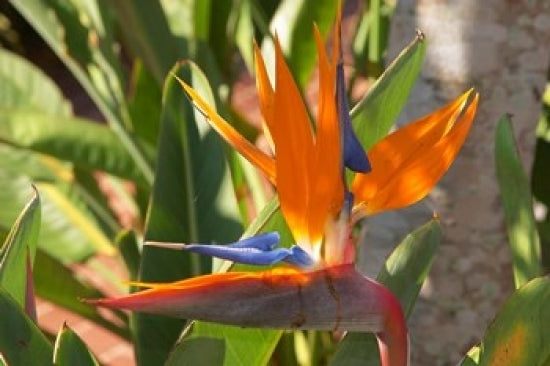 Bird-of-Paradise Flower Poster Print by David Wall, vibrant floral art from Queensland, Australia.