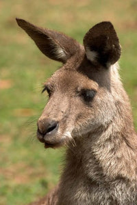 Grey Kangaroo poster print featuring the iconic Australian wildlife by David Wall.
