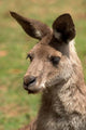 Grey Kangaroo poster print featuring the iconic Australian wildlife by David Wall.