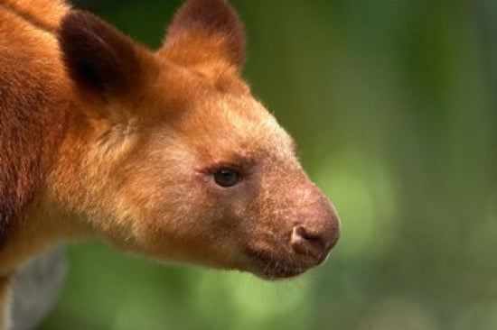 Tree Kangaroo poster print by David Wall showcasing Australian wildlife.