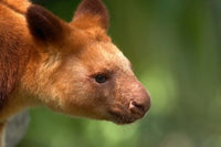 Tree Kangaroo poster print by David Wall showcasing Australian wildlife.