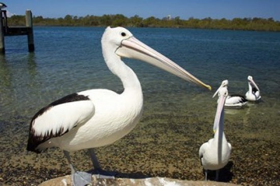 Australian Pelican Poster Print by David Wall showcasing a beautiful bird in nature