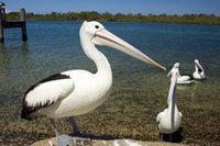 Australian Pelican Poster Print by David Wall showcasing a beautiful bird in nature