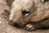 Southern Hairy Nosed Wombat Poster Print by David Wall